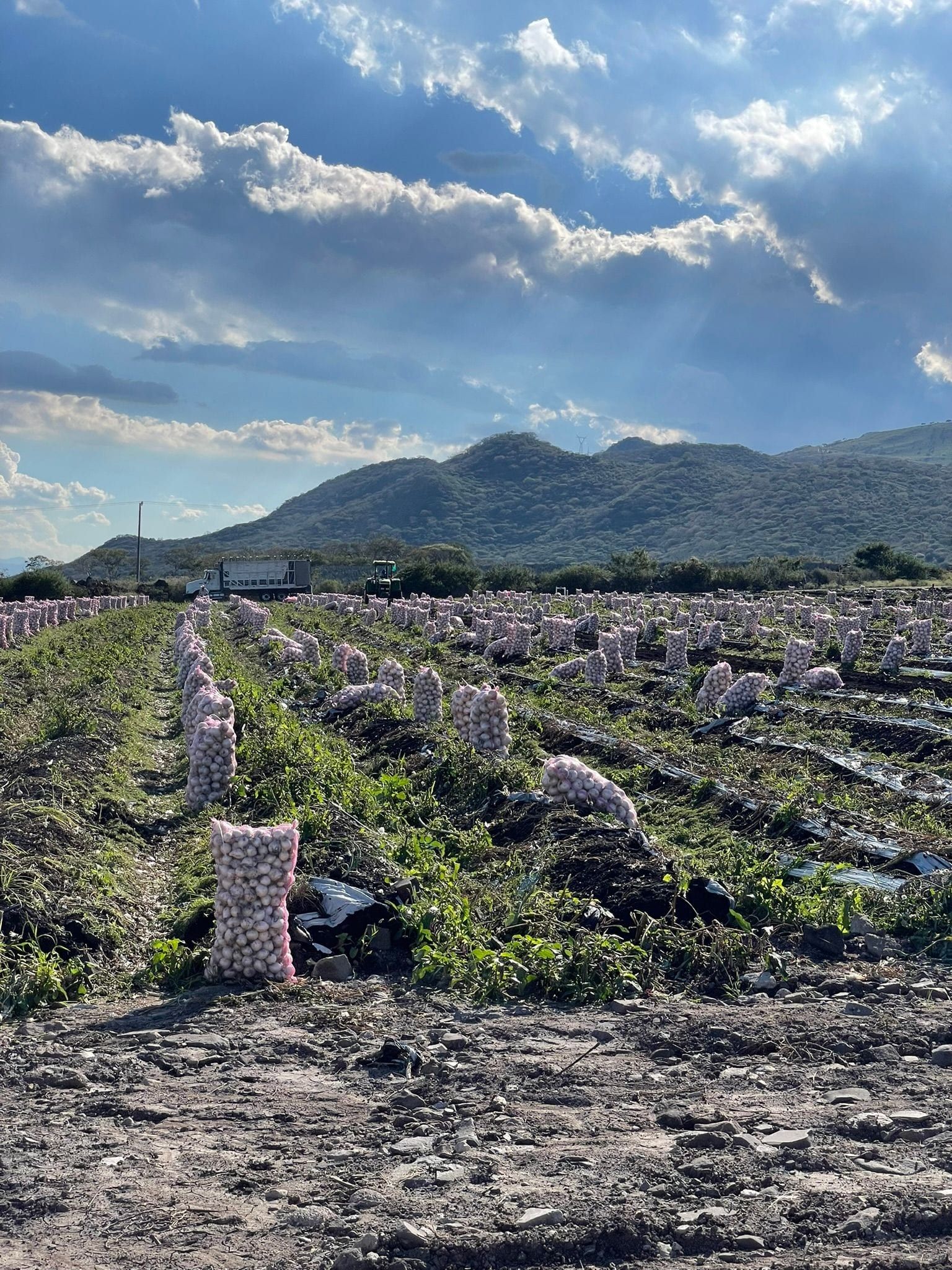 Un campo de cebolla cosechado con arpillas llenas en hileras, un camión y montañas al fondo