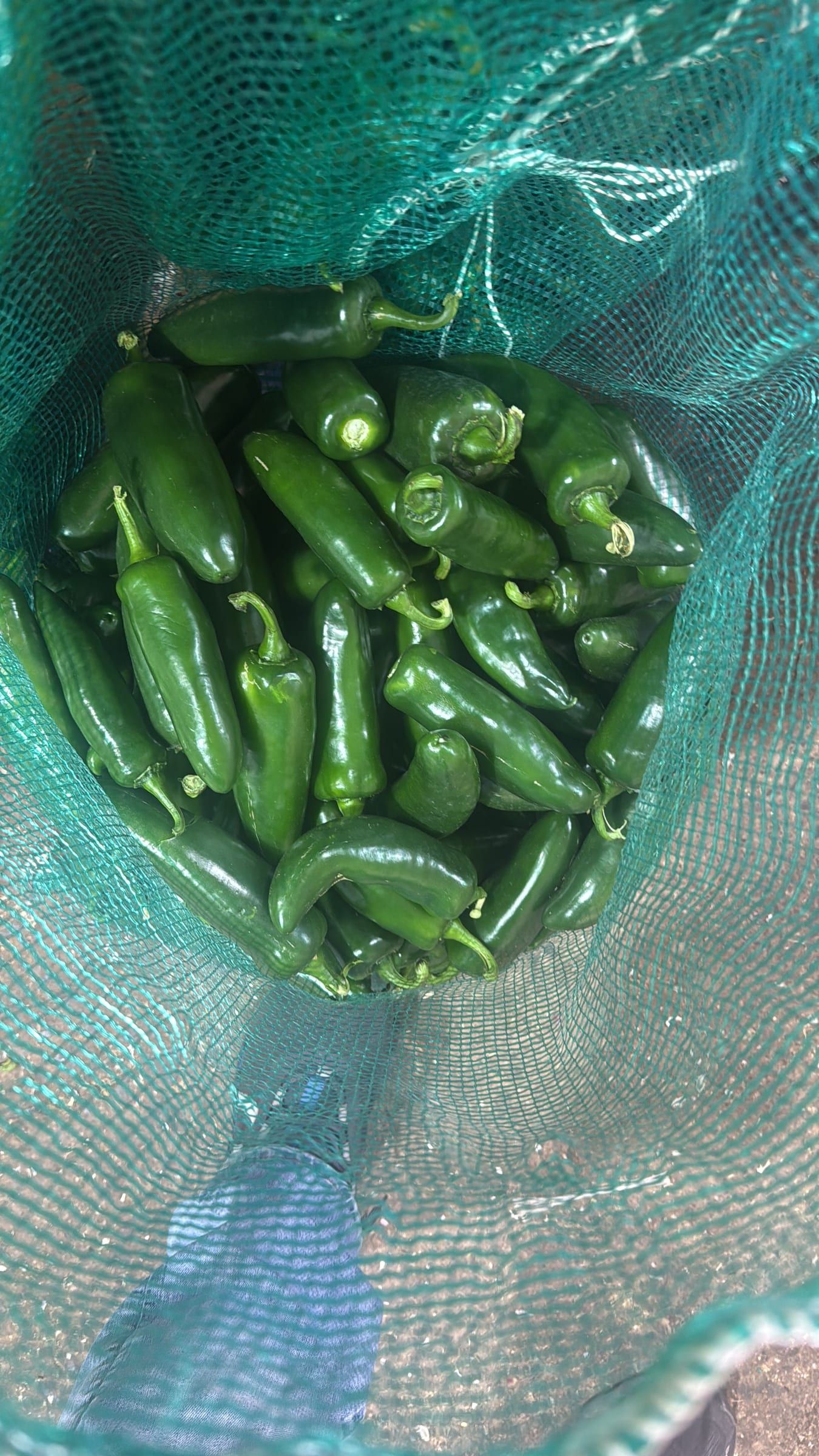 Chile jalapeño