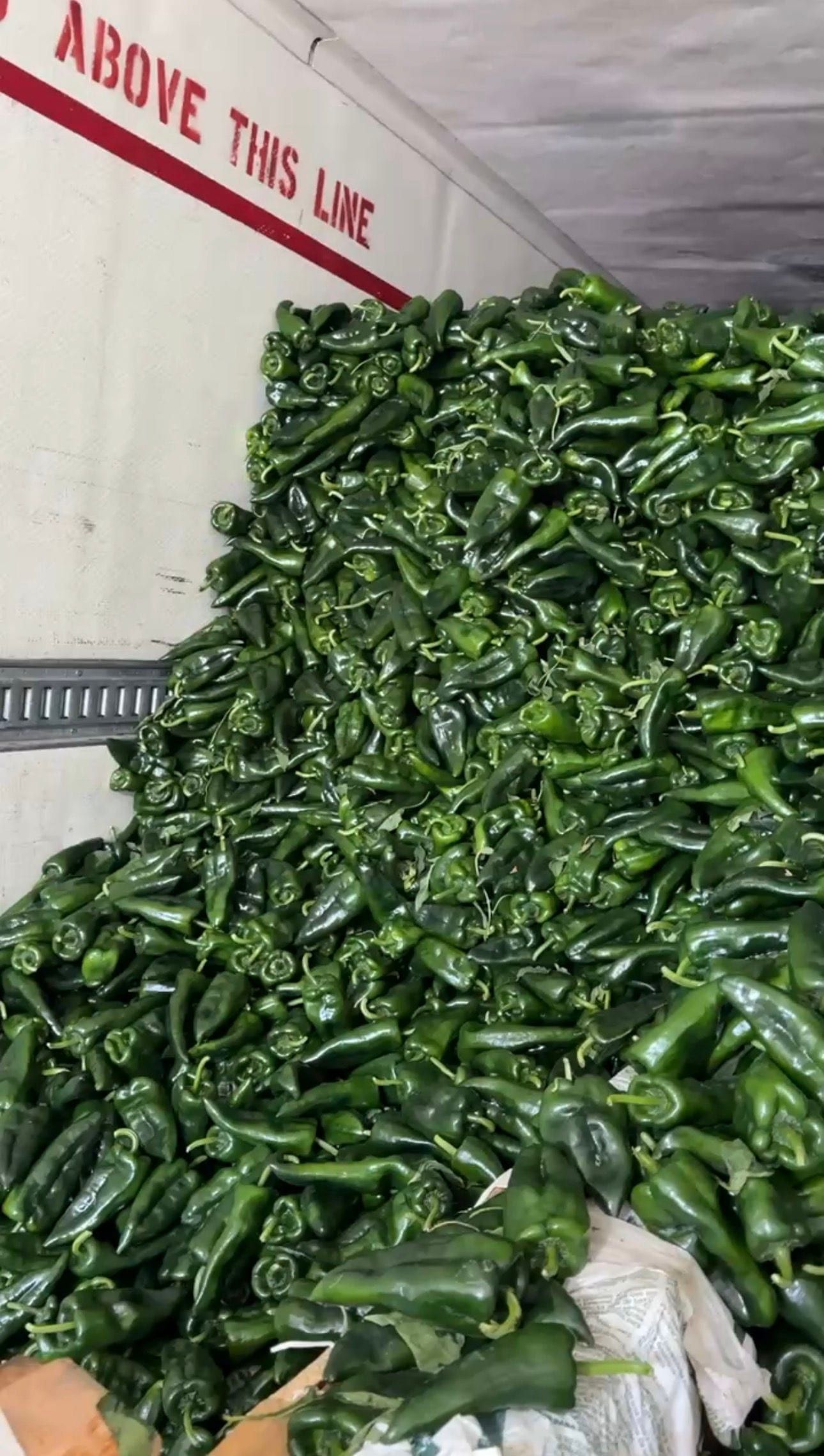 Chile poblano