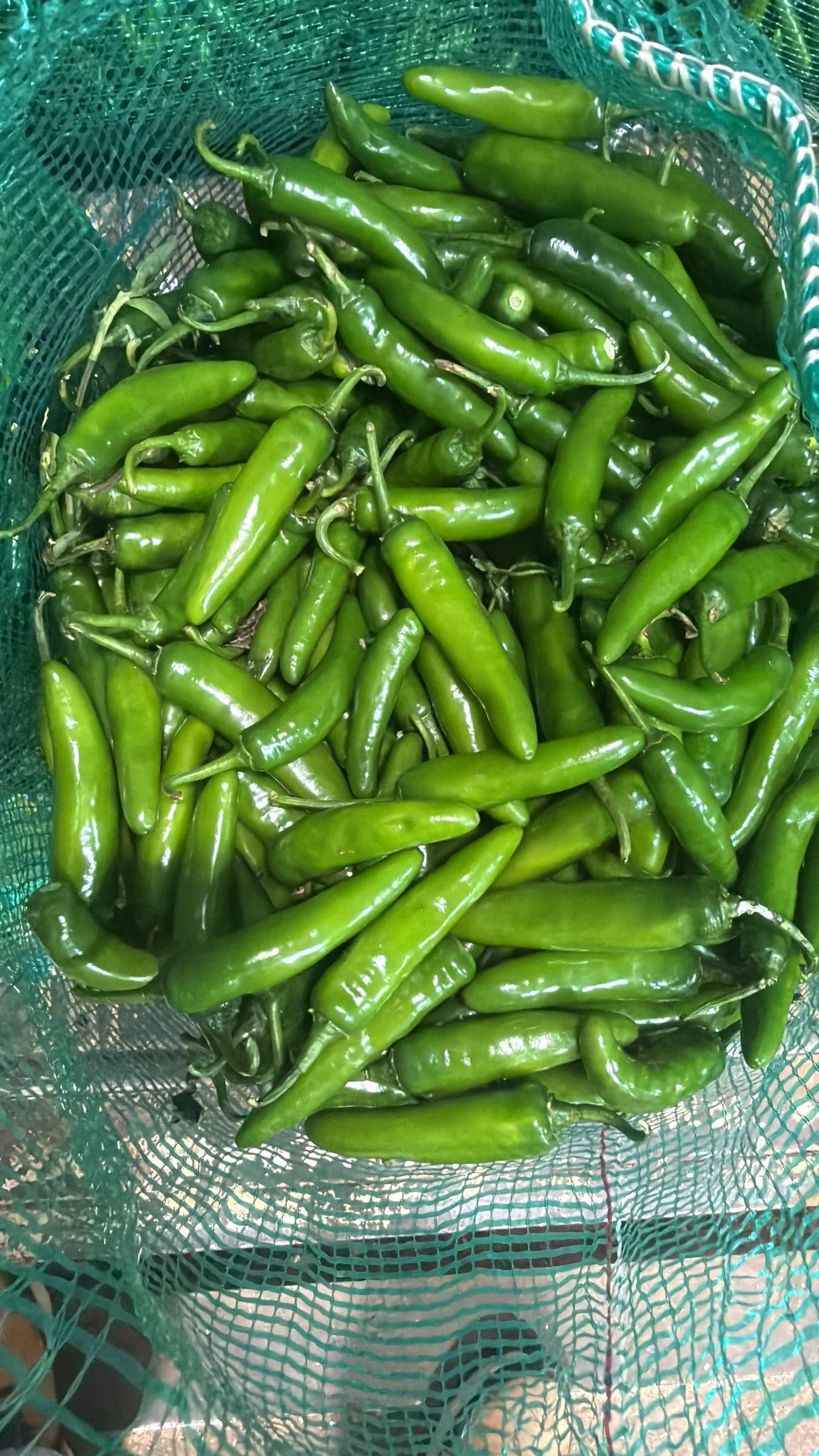 Chile serrano
