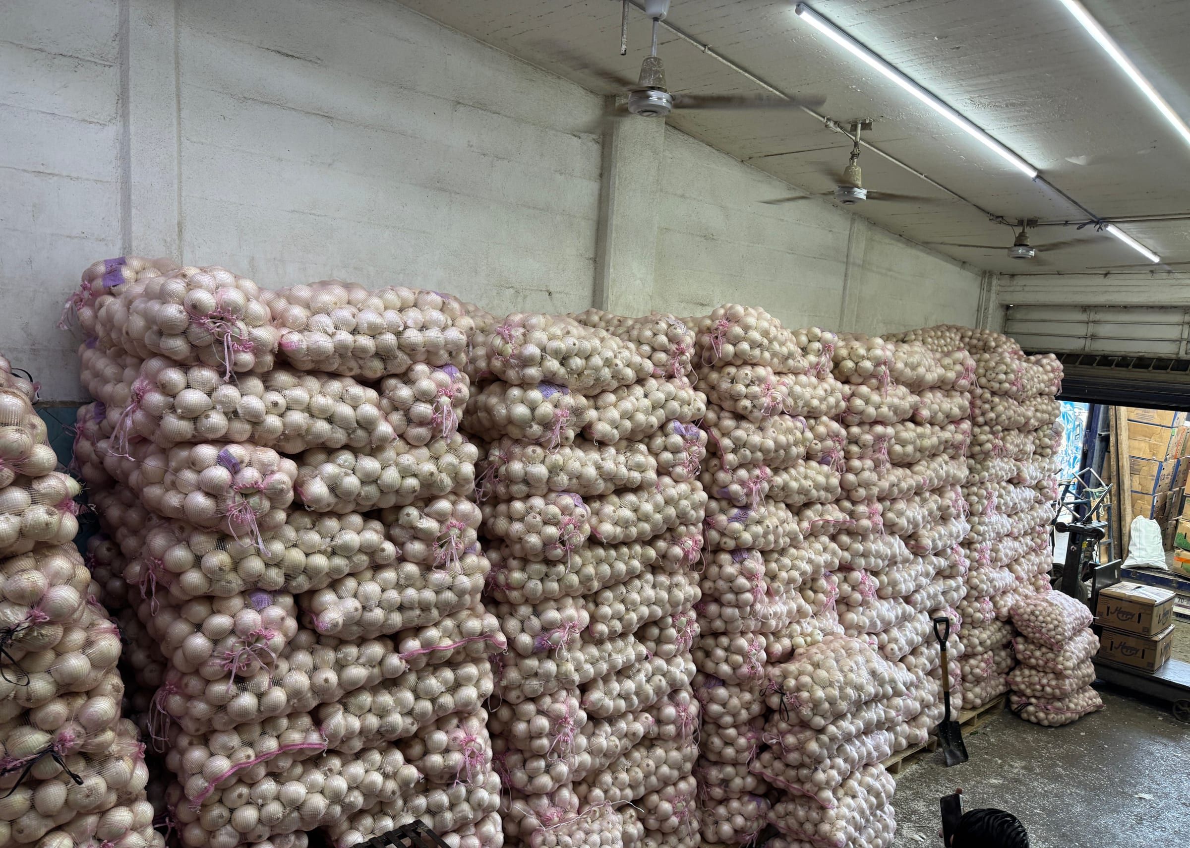 Estibas de cebolla blanca en arpilla hasta el techo dentro de la bodega de Zapién e Hijos